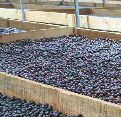 Nicaragua Peralta Estate Anaerobic Pulped Natural Process - 500g