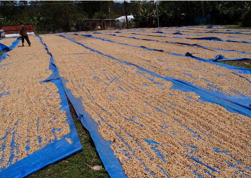 Papua New Guinea Madan Estate AA - 500g