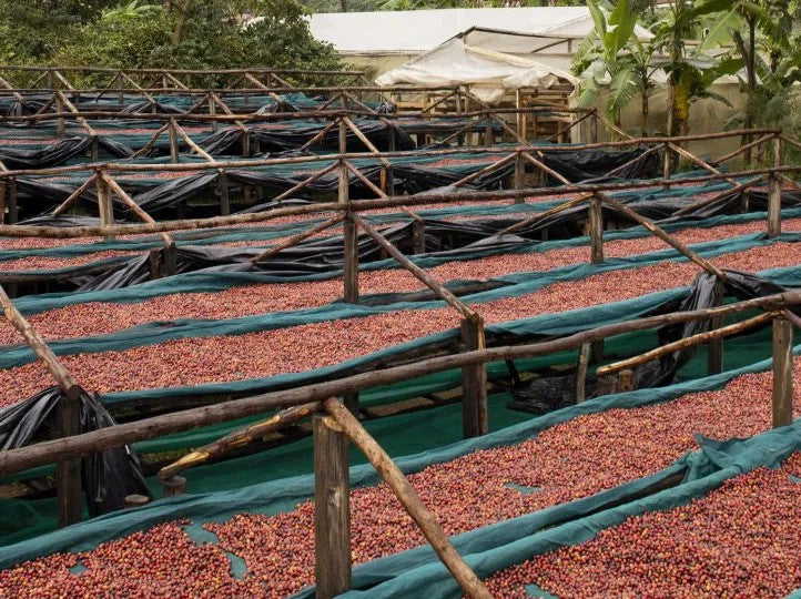 Uganda Bududa Natural Process - 500g