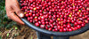 Cherry Cherry Espresso - 500g