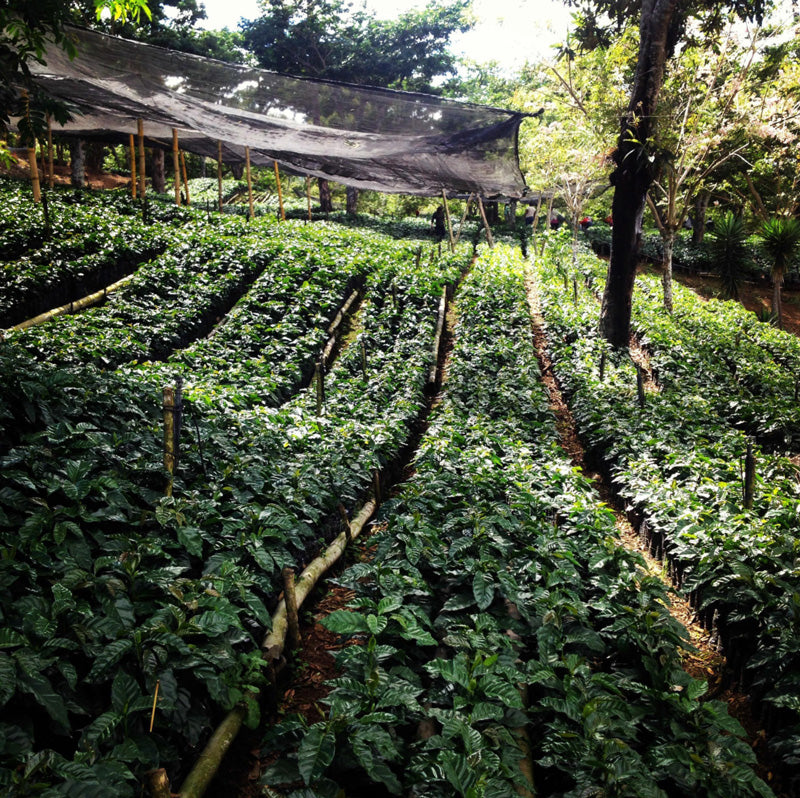 Guatemala El Hato CO2 Decaffeinated - 500g