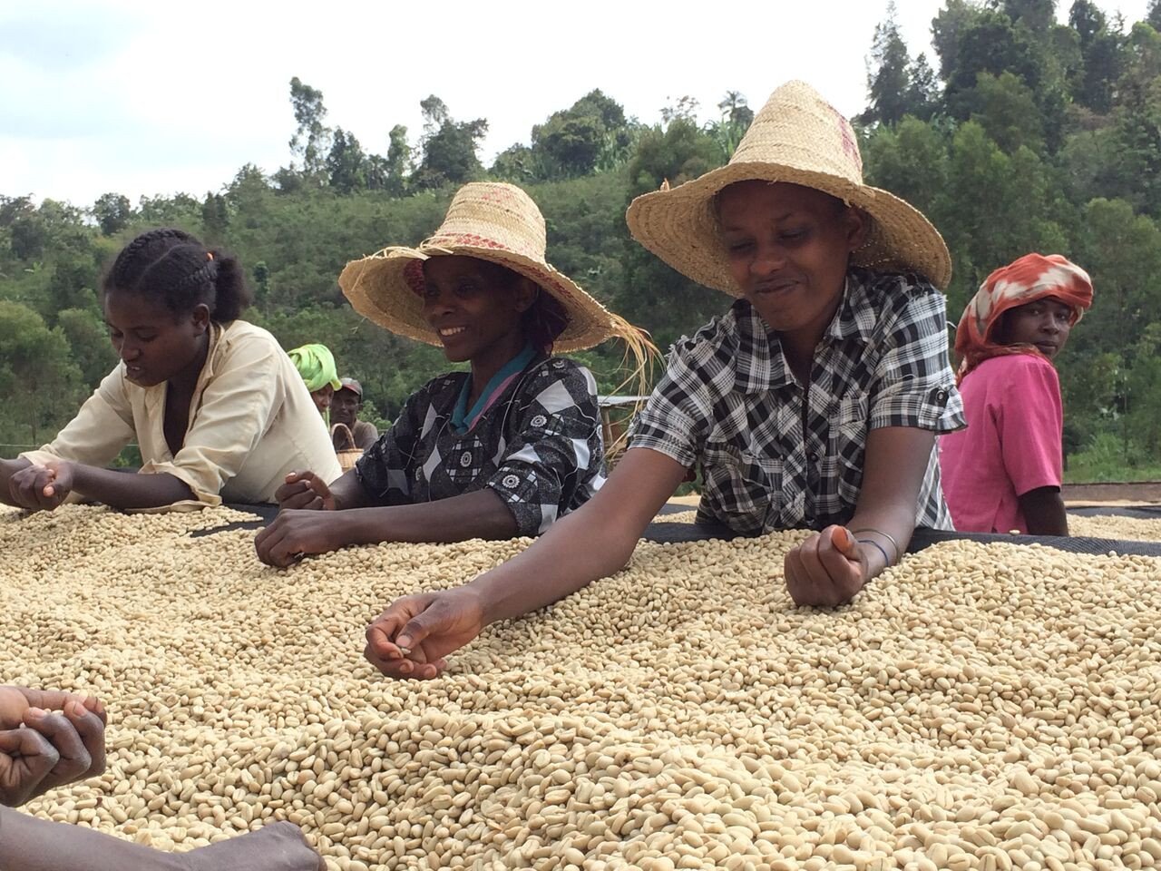 Ethiopia Rocko Mountain Reserve Natural Process - 500g