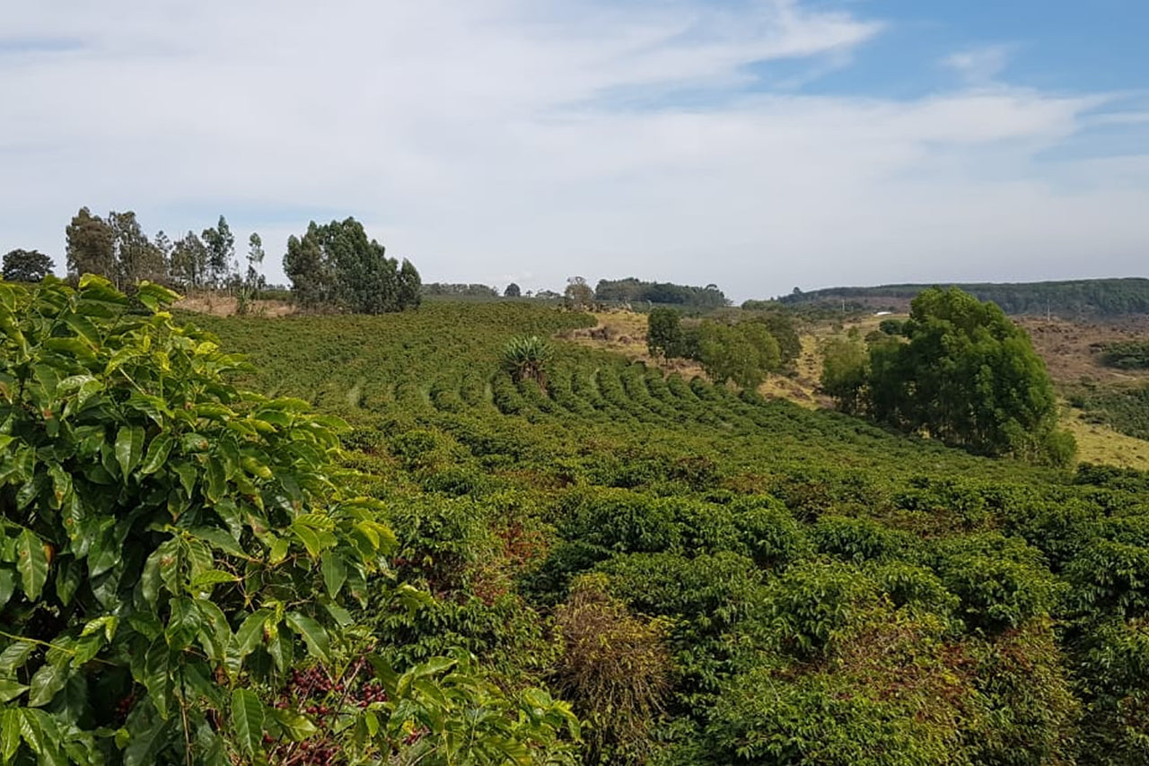Brazil Nossa Senhora da Aparecida Natural - 500g