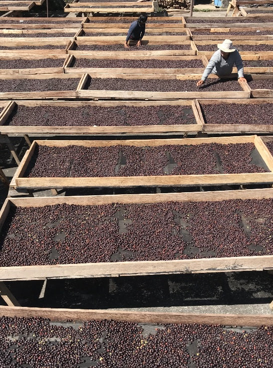 Guatemala Finca el Platanillo Gesha Natural - 500g