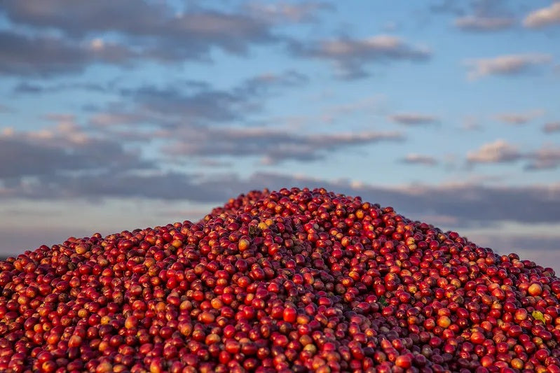 Zambia Keteshi Estate Mbuni Natural - 500g