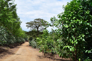 Guatemala Finca Concepcion Pixcayá Bourbon - 500g