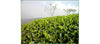 Darjeeling Loose Leaf Tea