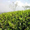 Darjeeling Loose Leaf Tea