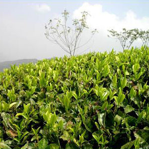 Darjeeling Loose Leaf Tea