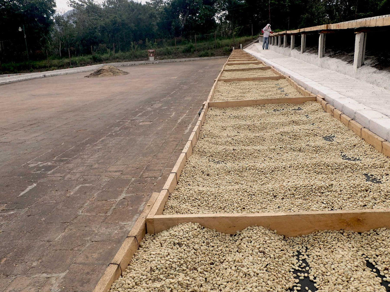 El Salvador Finca El Carmen Red Bourbon - 500g
