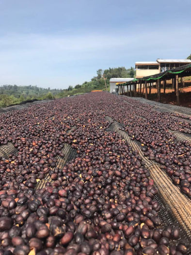 Ethiopia Guji Dimtu Natural Process - 500g