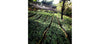 Guatemala Jalapa Community Lot CO2 Decaffeinated - 500g