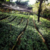 Guatemala Jalapa Community Lot CO2 Decaffeinated - 500g