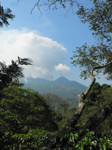 Guatemala Finca El Bosque Amatitlan Bourbon - 500g