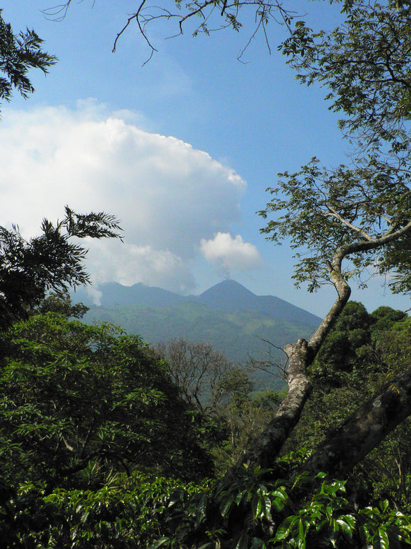 Guatemala Finca El Bosque Amatitlan Bourbon - 500g