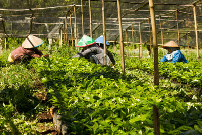 Sumatra Mount Kerinci G1 - 500g