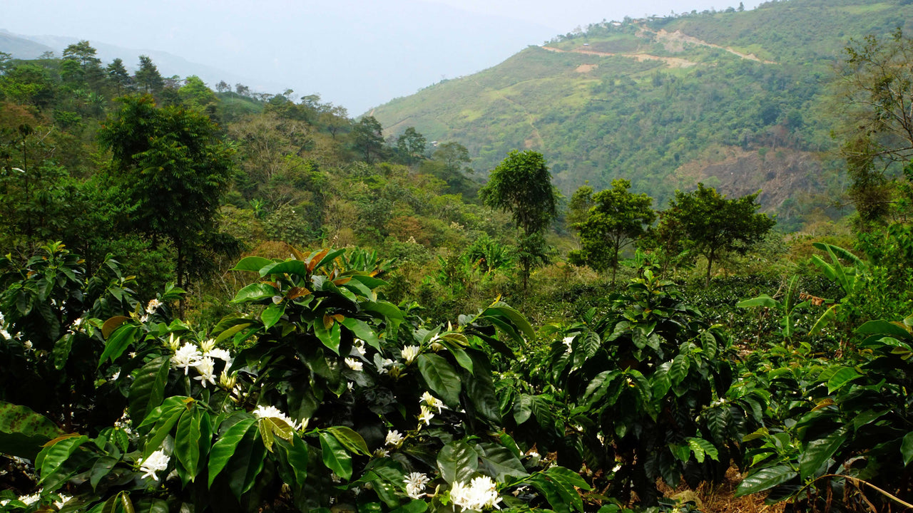 Peru Queromarca Community - 500g