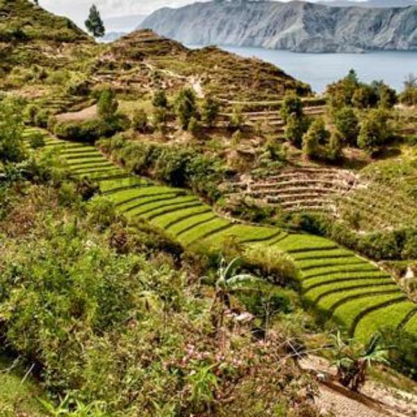 Sumatra Wahana Estate Rusana Natural - 500g